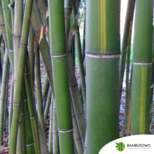 Phyllostachys vivax 'Huangwenzhu'