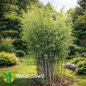 Fargesia demissa ‘Gerry’  150/175cm  5L