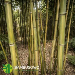 Phyllostachys aureosulcata 'Argus'  350/500 cm  30L