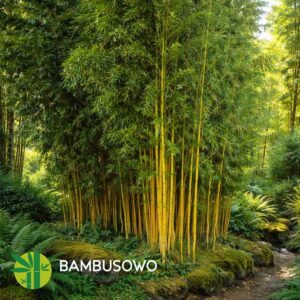 Phyllostachys aureosulcata 'Aureocaulis'  175/200 cm  10L
