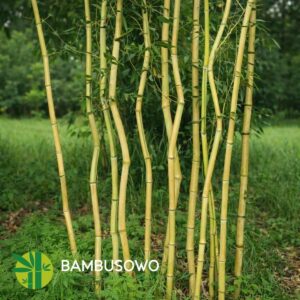 Phyllostachys aureosulcata 'Spectabilis'  150/175 cm  10L