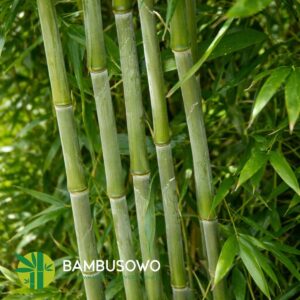 Phyllostachys bisetti  140/160 cm  10L